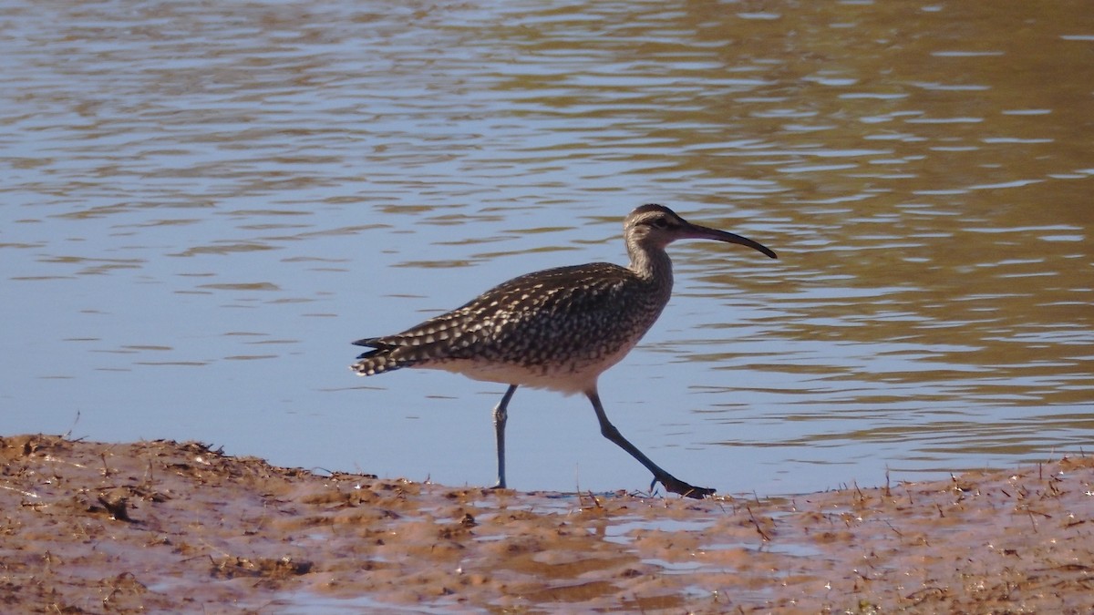 Whimbrel - ML642343964