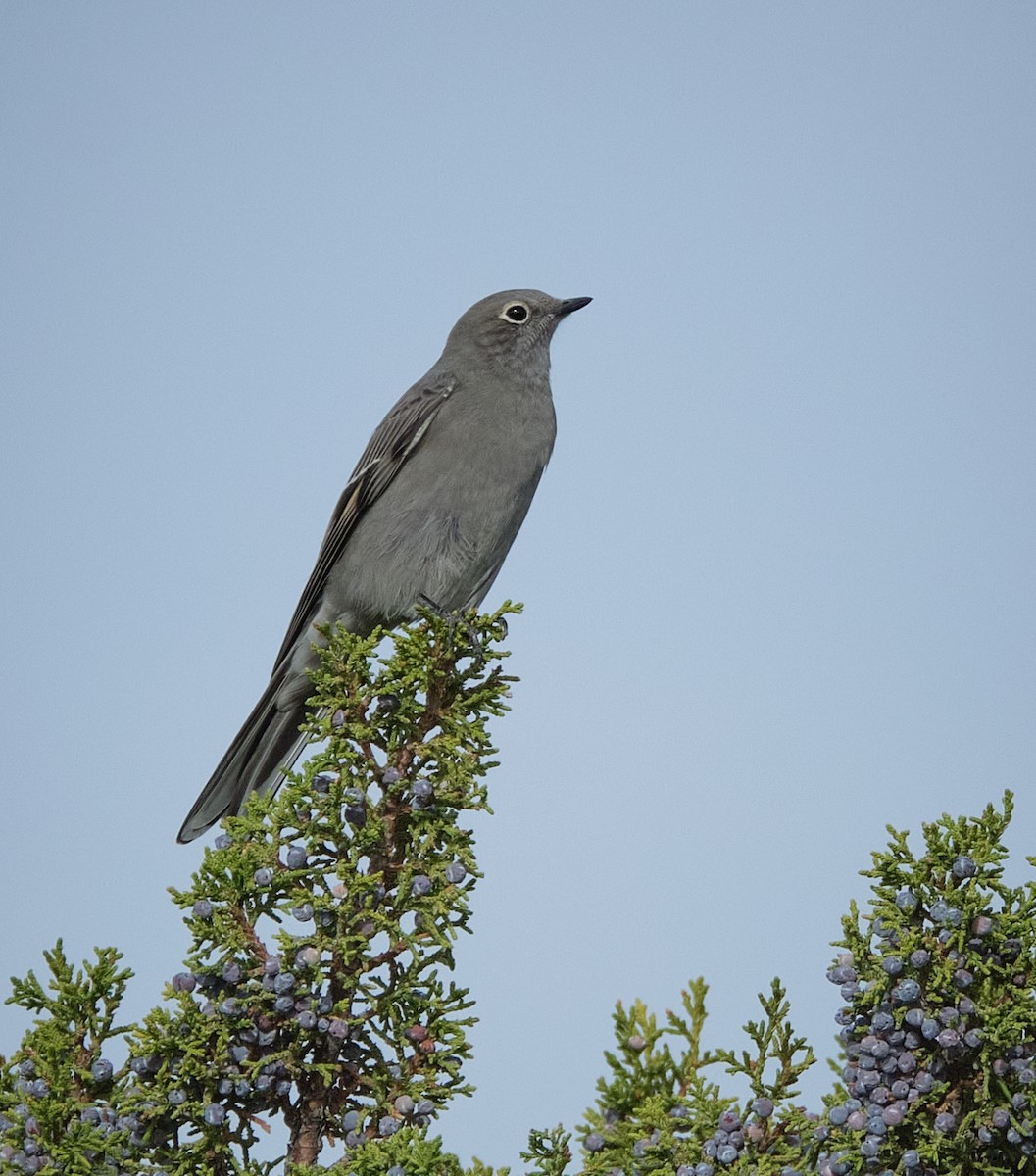 Townsend's Solitaire - ML642343965