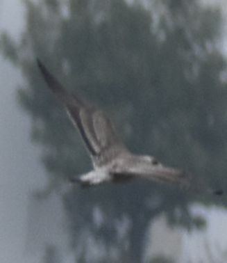 Larus sp. - ML642343994