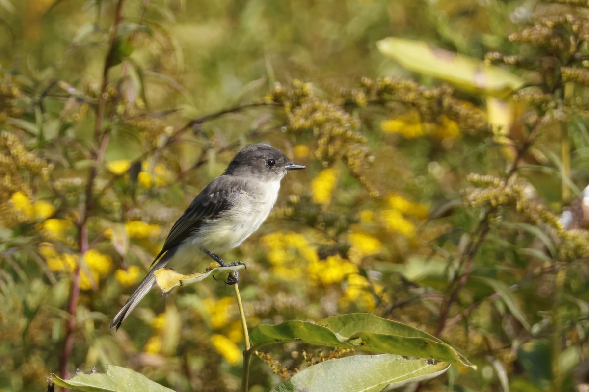 Eastern Phoebe - ML642343996