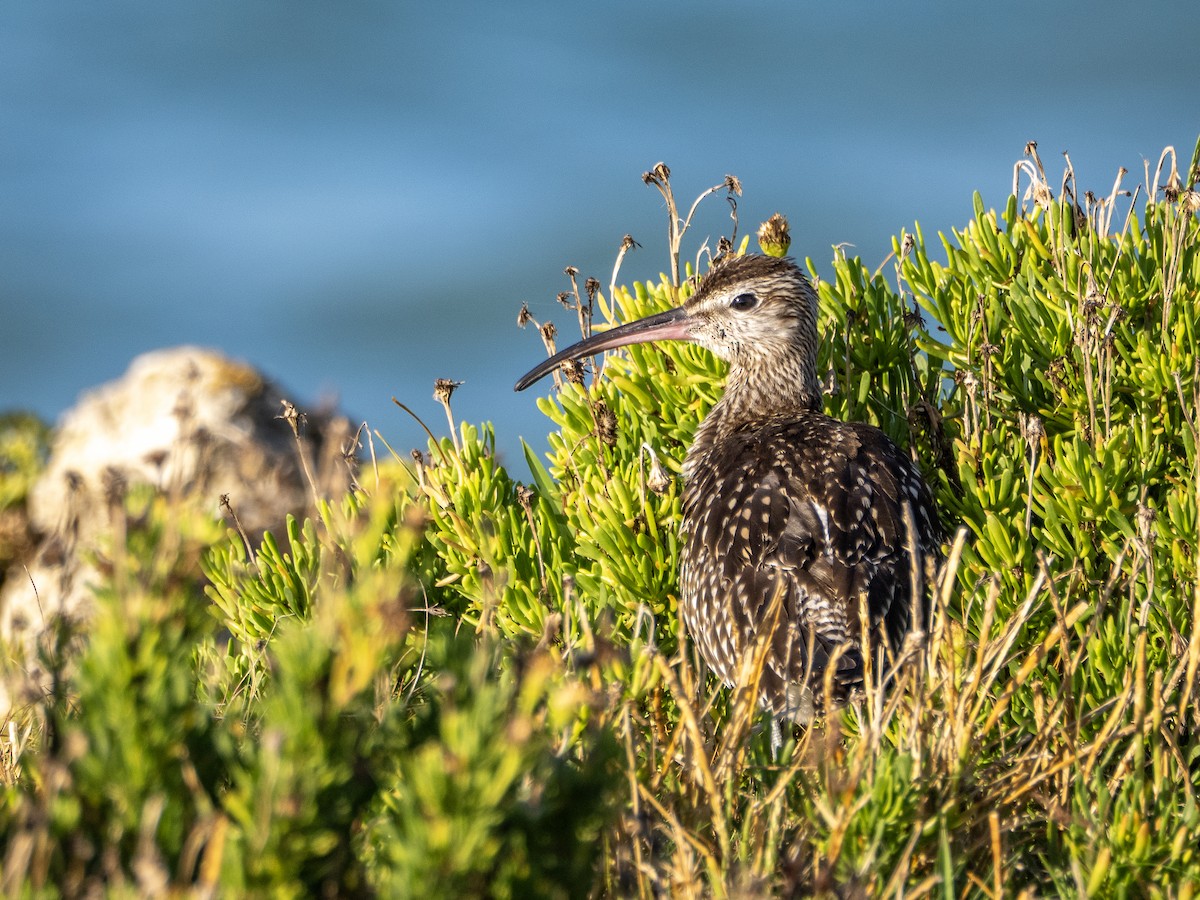 Whimbrel - ML642343997