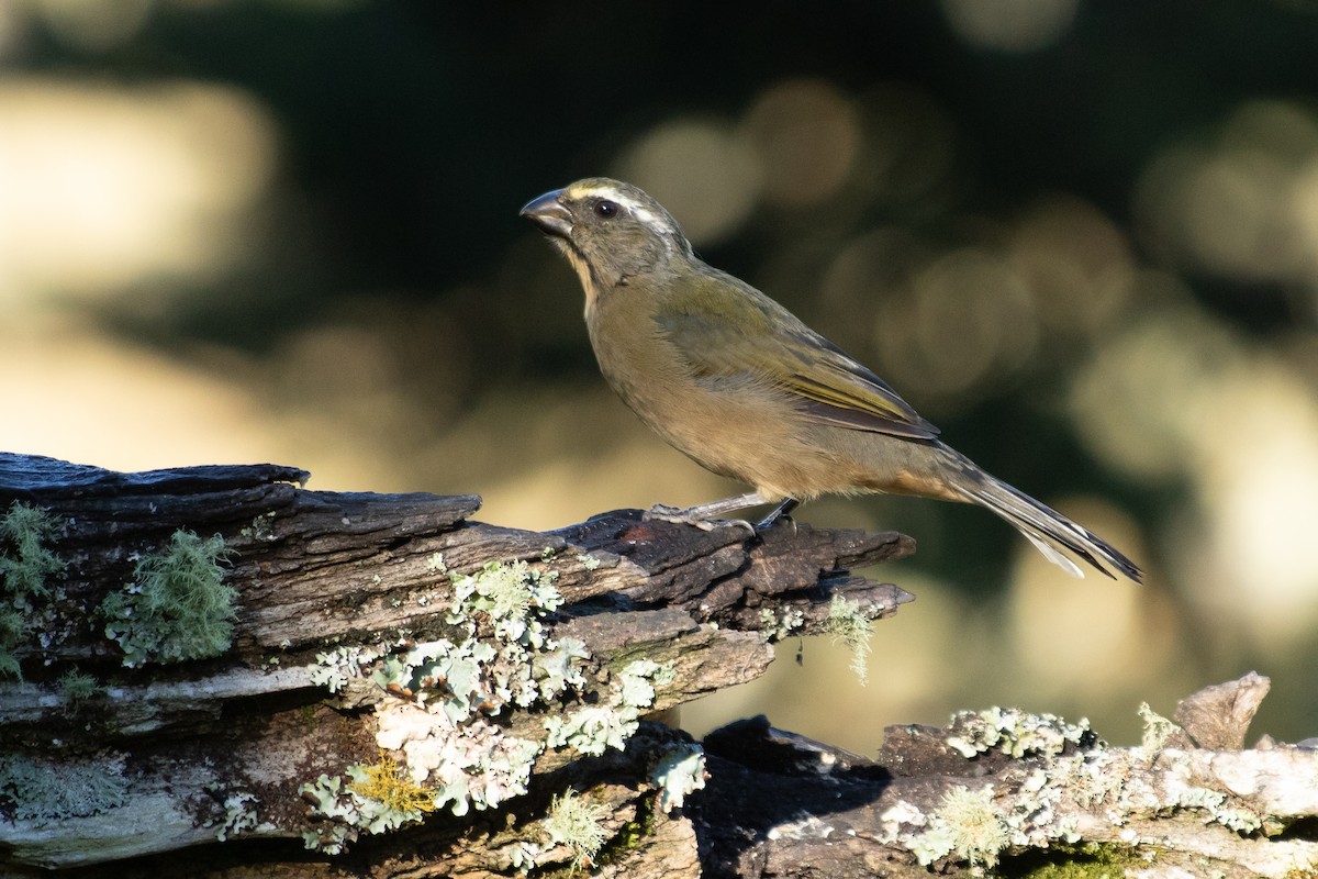 Thick-billed Saltator - ML642344002