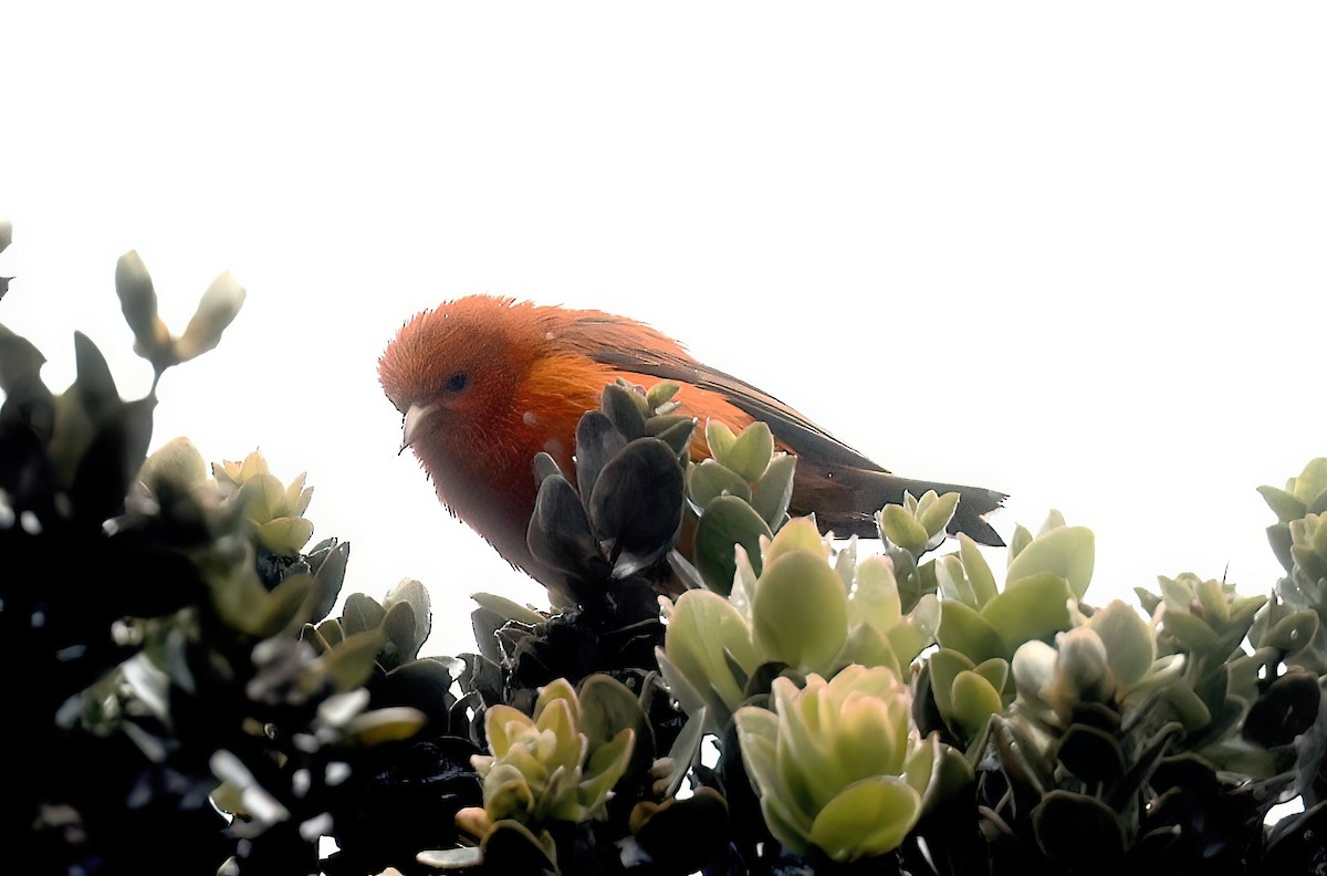 Hawaii-Akepakleidervogel - ML642344005