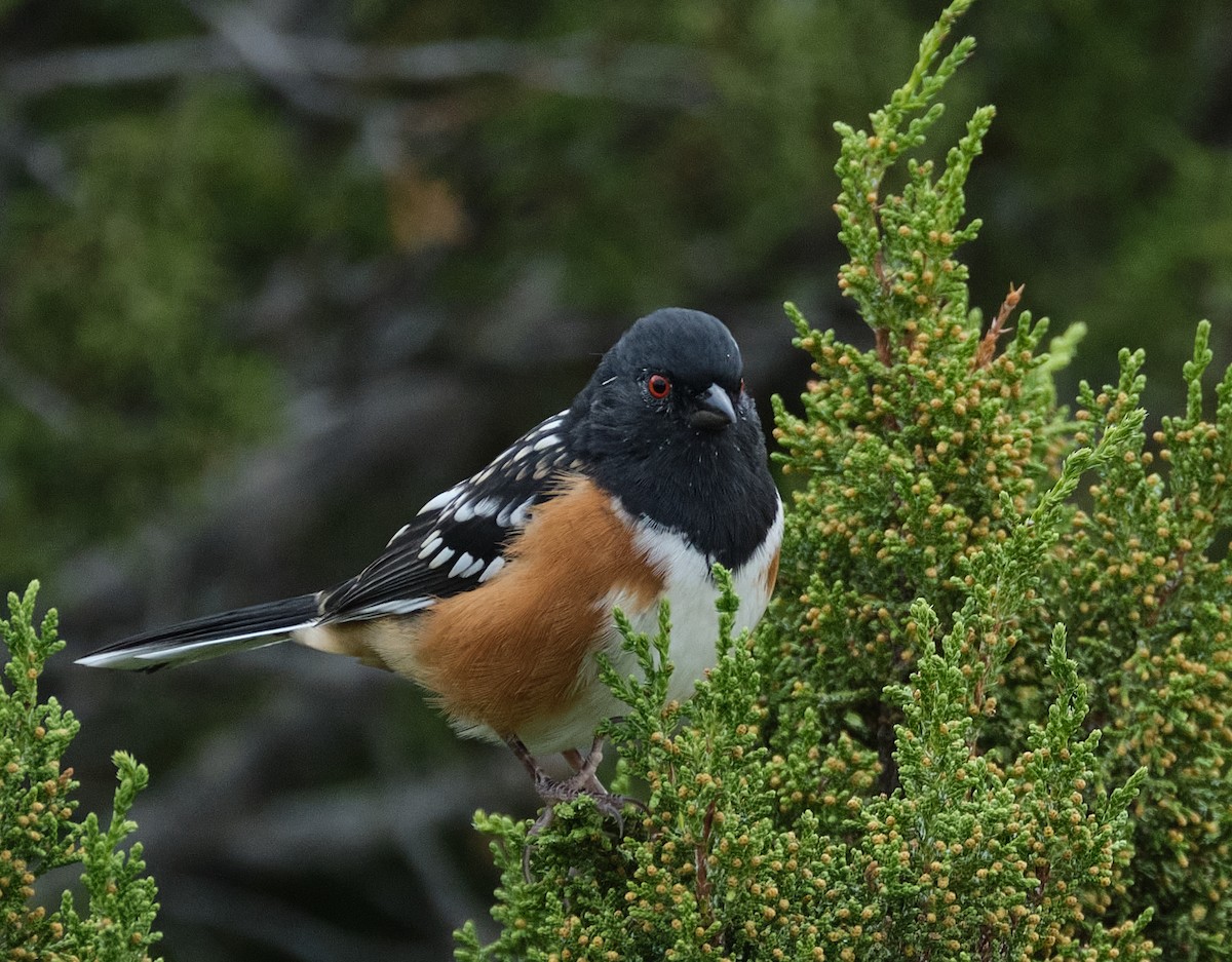 Spotted Towhee - ML642344012