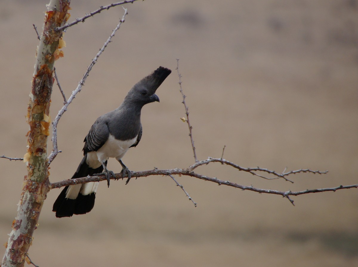 White-bellied Go-away-bird - ML642344020