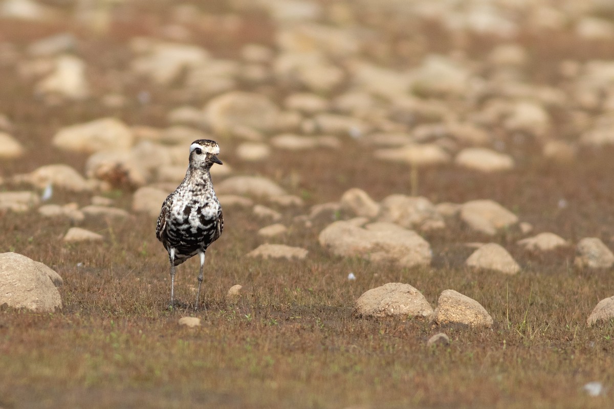 American Golden-Plover - ML642344021