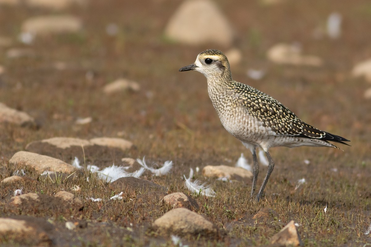 American Golden-Plover - ML642344022