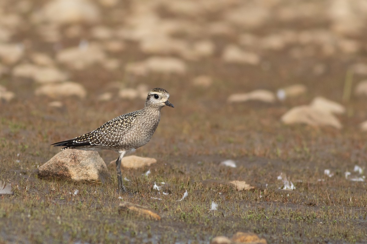 American Golden-Plover - ML642344024