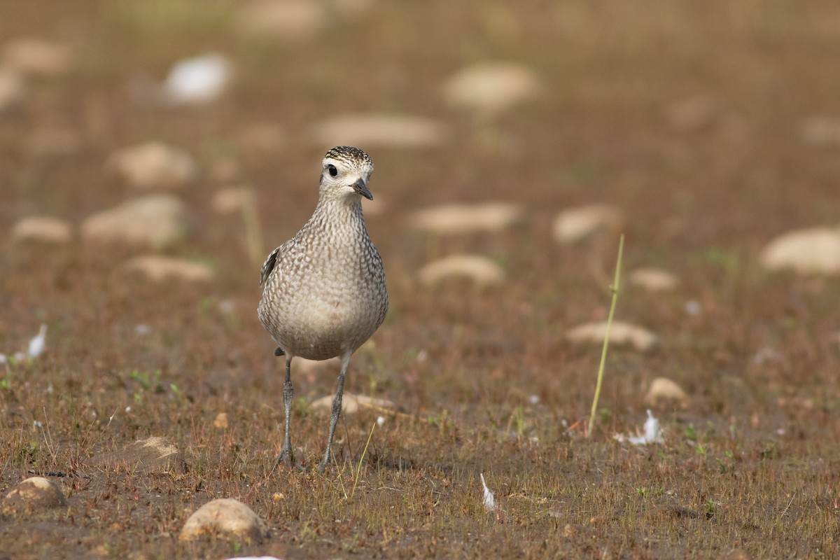 American Golden-Plover - ML642344025
