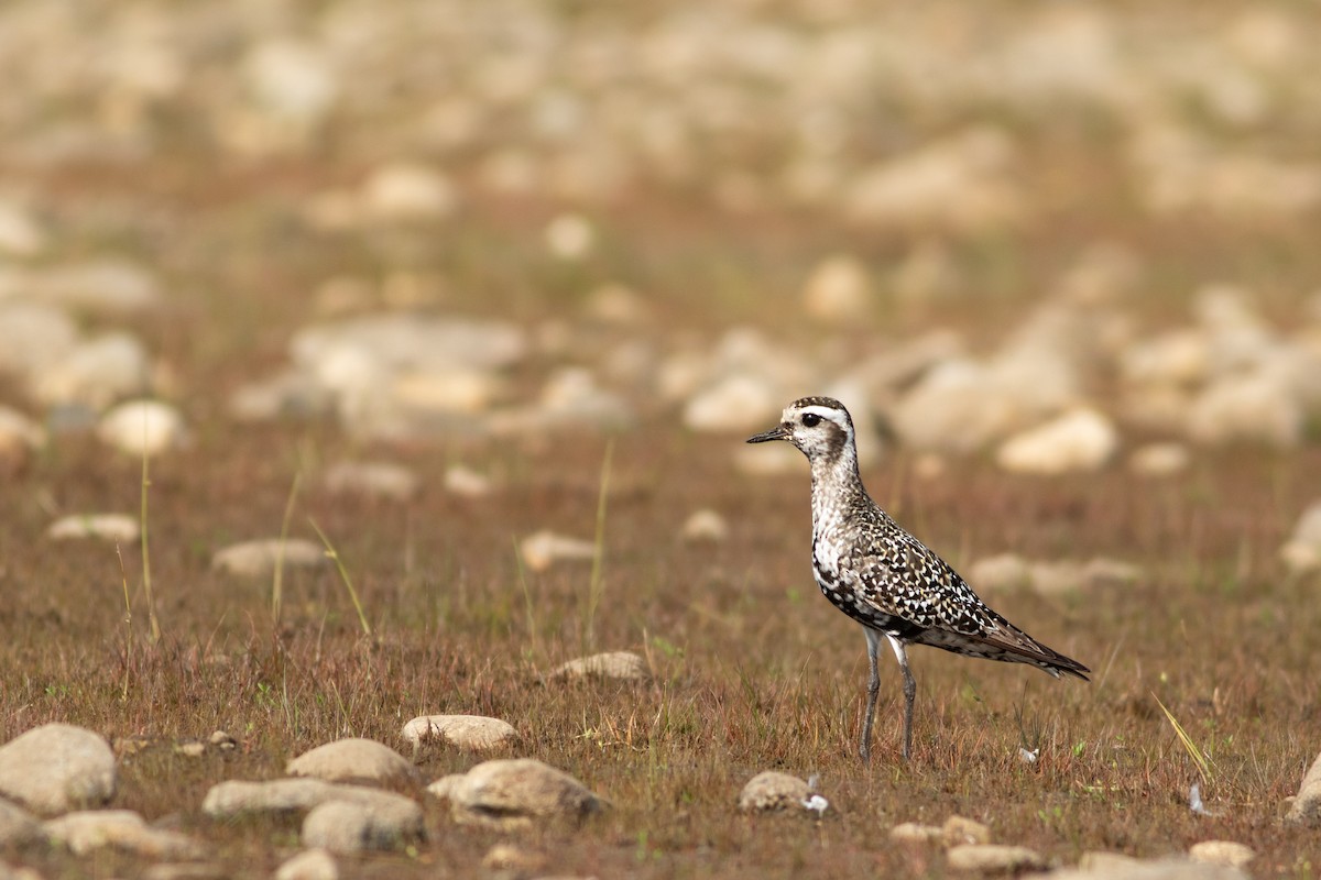 American Golden-Plover - ML642344026