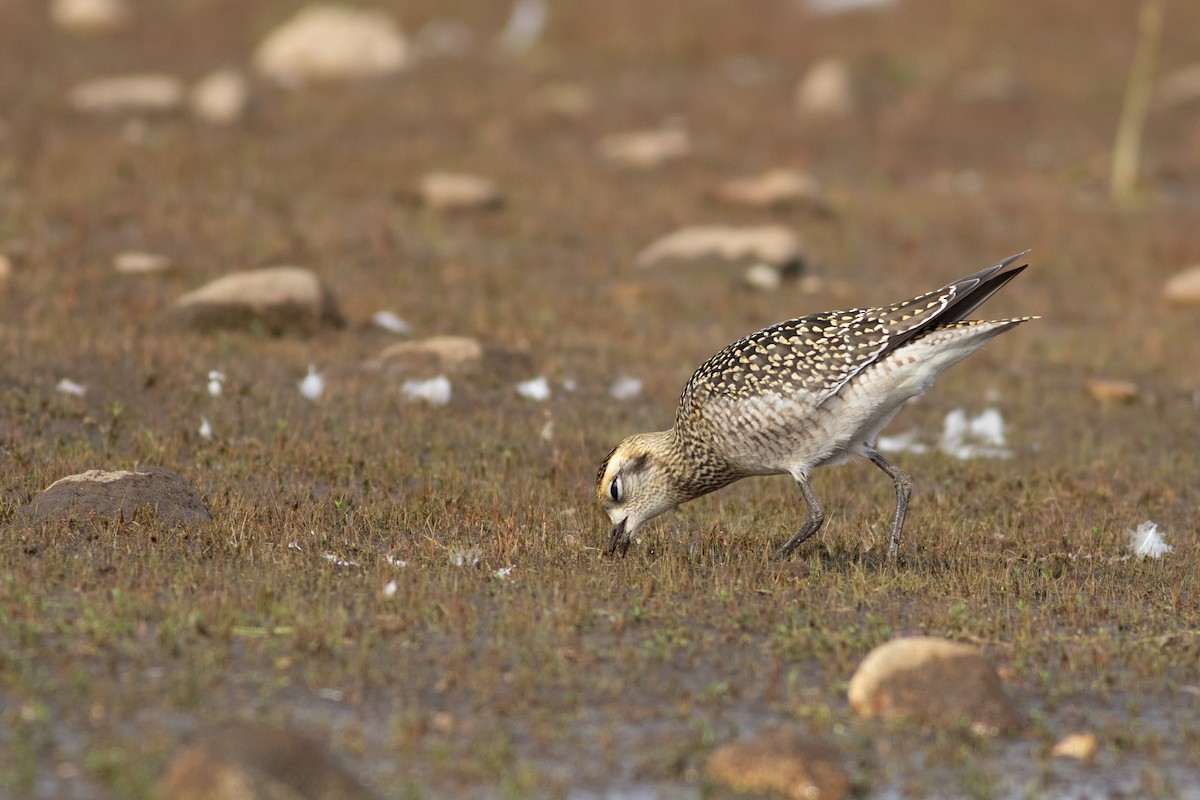 American Golden-Plover - ML642344027