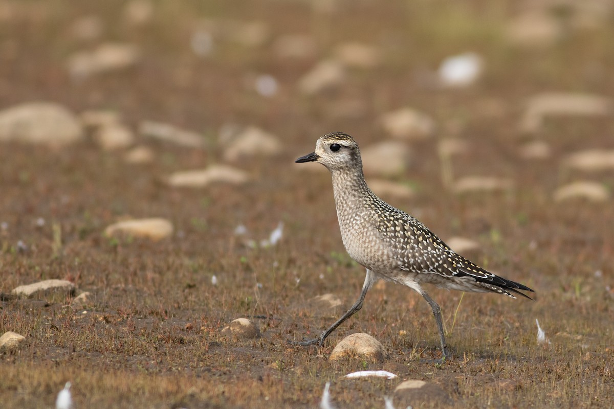 American Golden-Plover - ML642344028