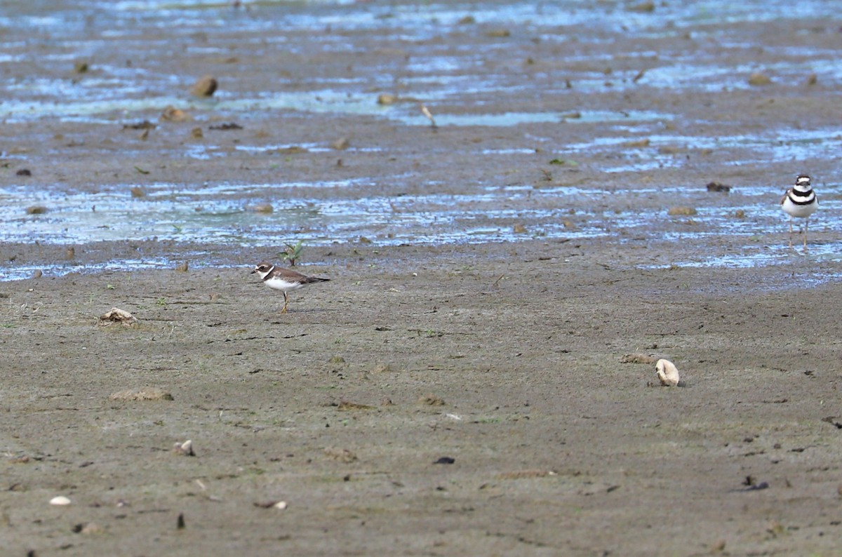 Semipalmated Plover - ML642344032