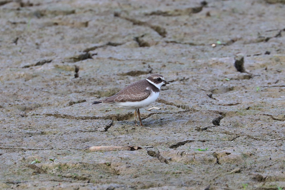Semipalmated Plover - ML642344048