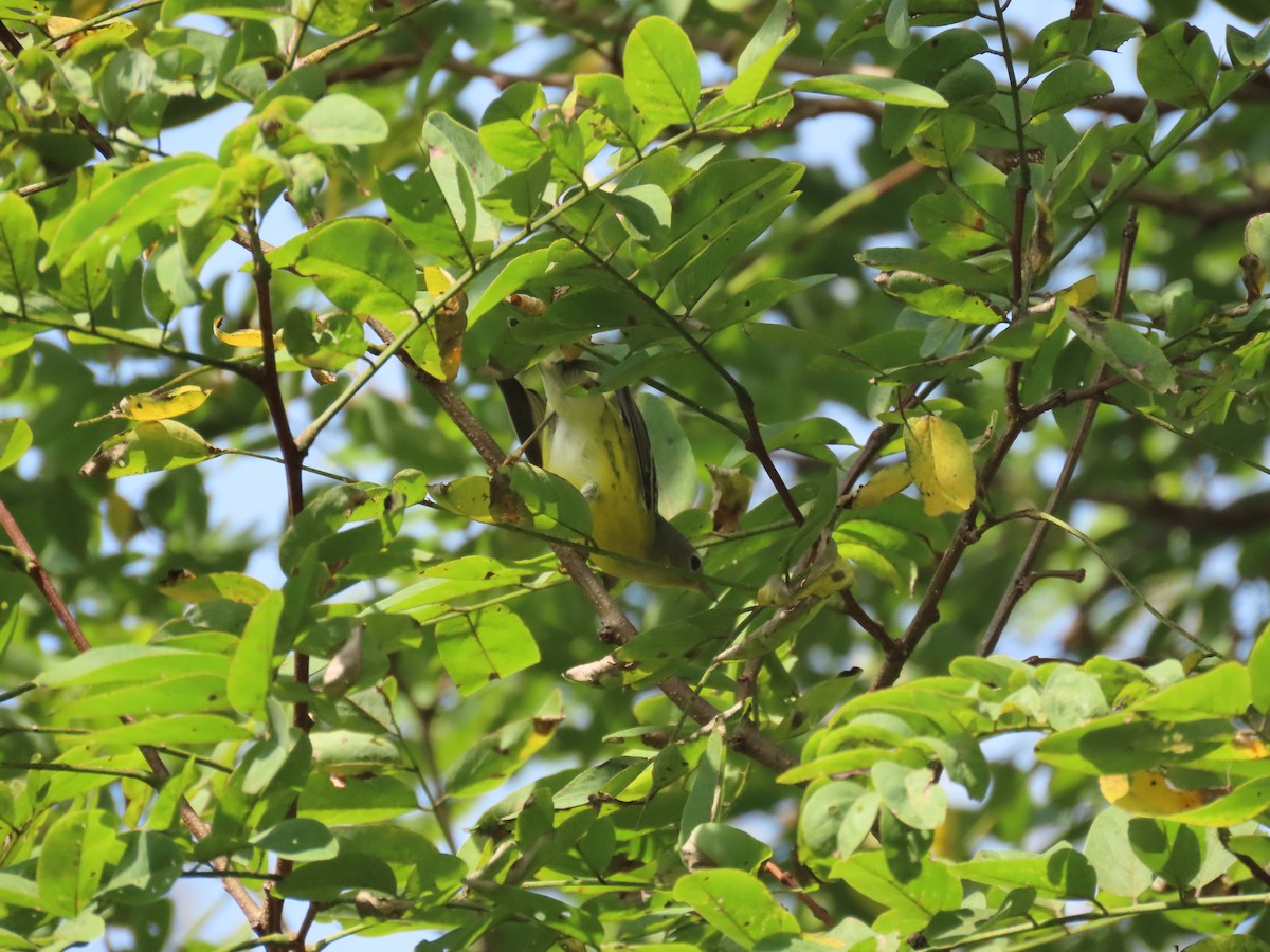 Magnolia Warbler - ML642344052