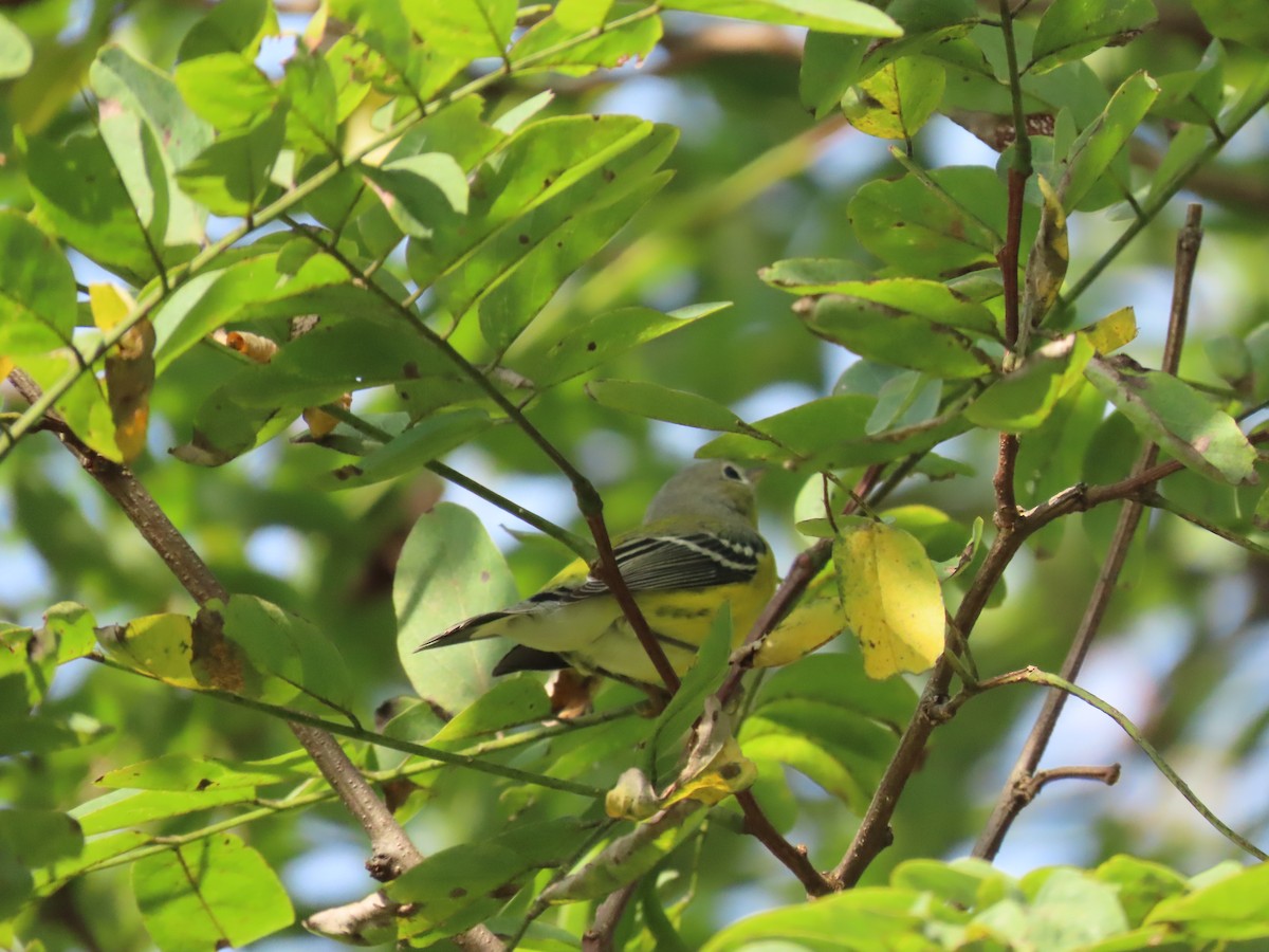 Magnolia Warbler - ML642344053