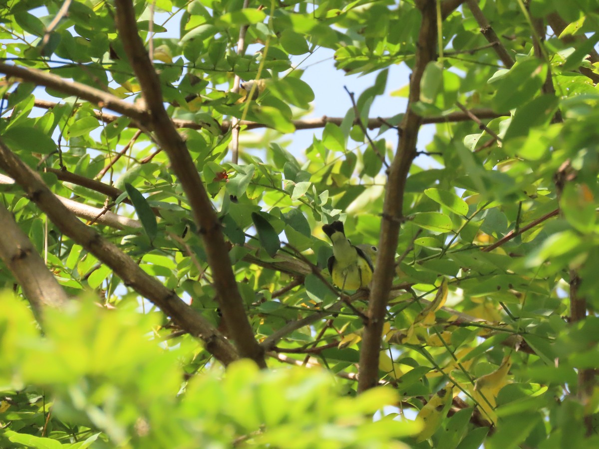 Magnolia Warbler - ML642344054