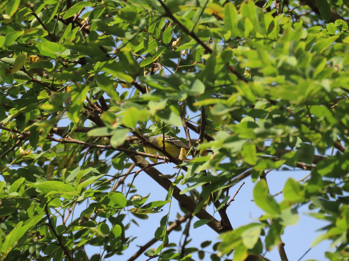 Magnolia Warbler - ML642344055