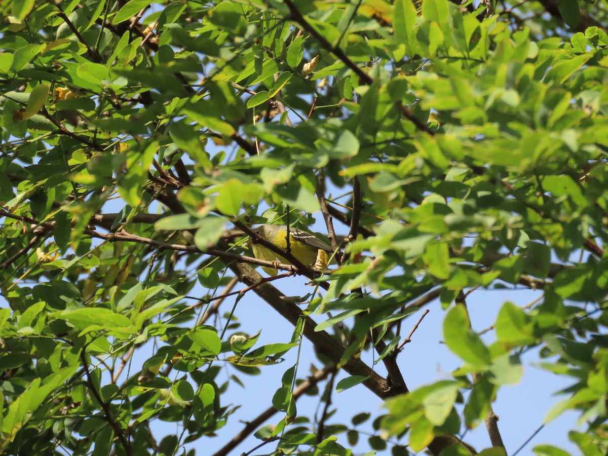 Magnolia Warbler - ML642344056