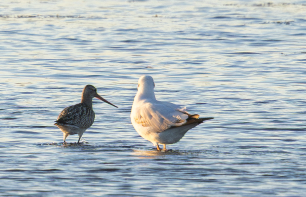 Bar-tailed Godwit - ML642344057