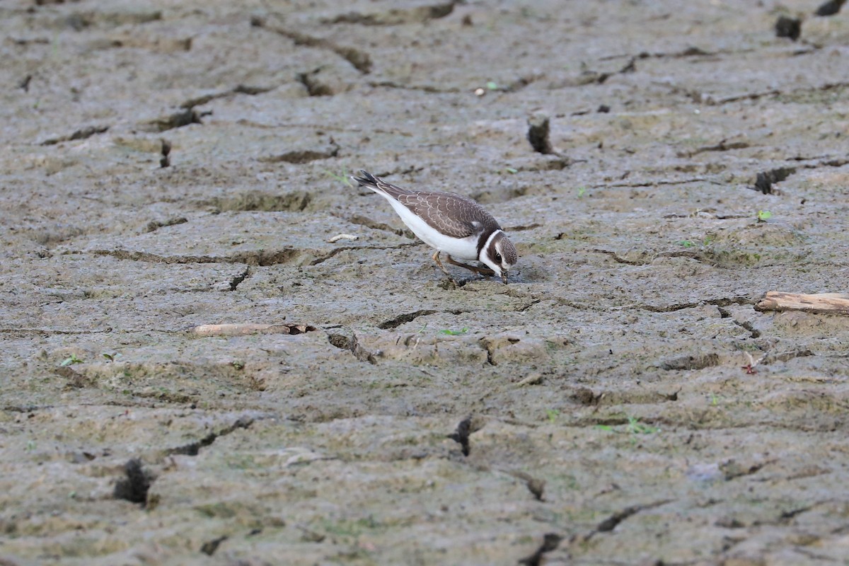 Semipalmated Plover - ML642344058