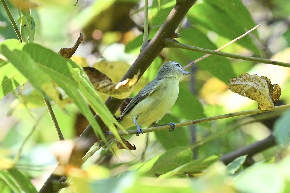 kanadavireo - ML642344064
