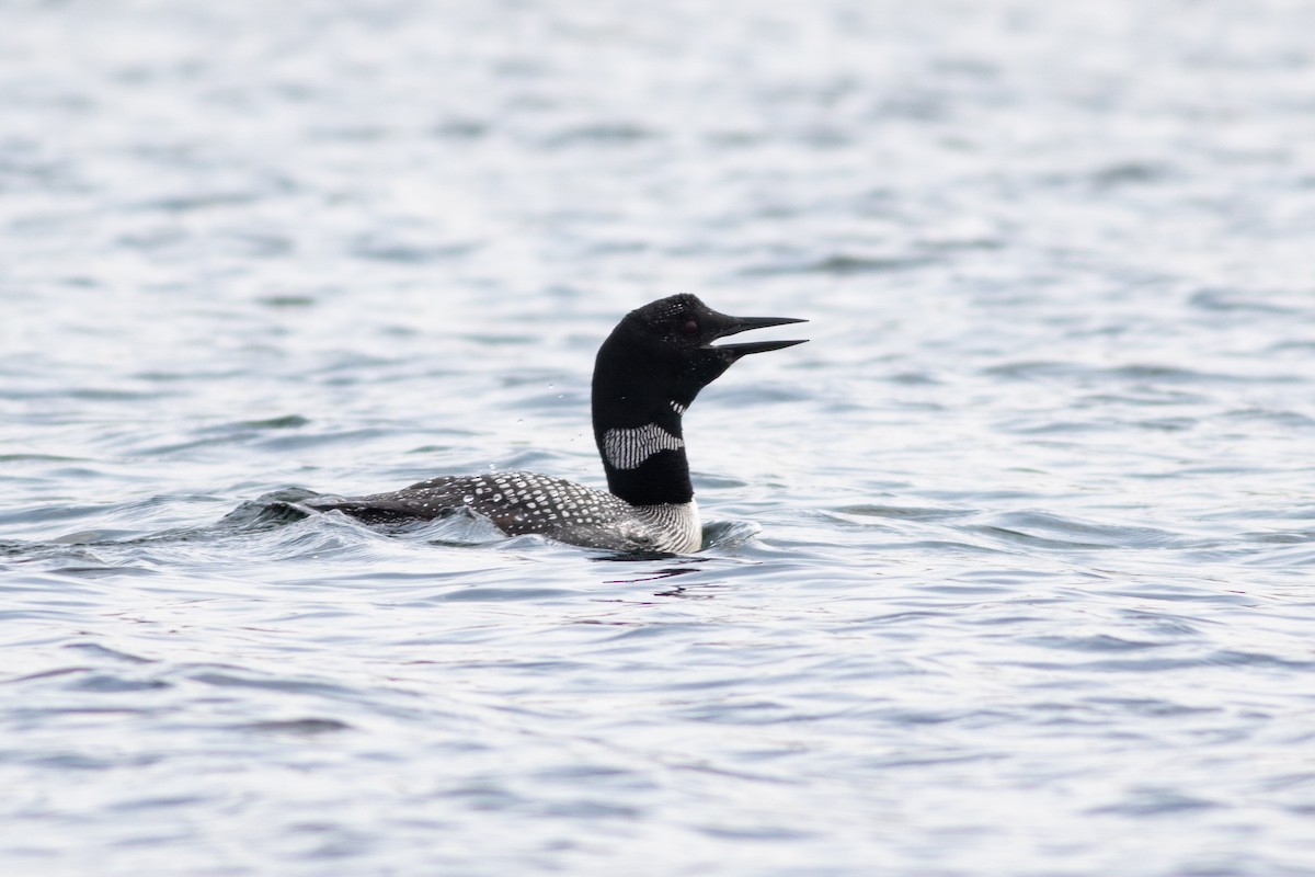 Common Loon - ML642344108