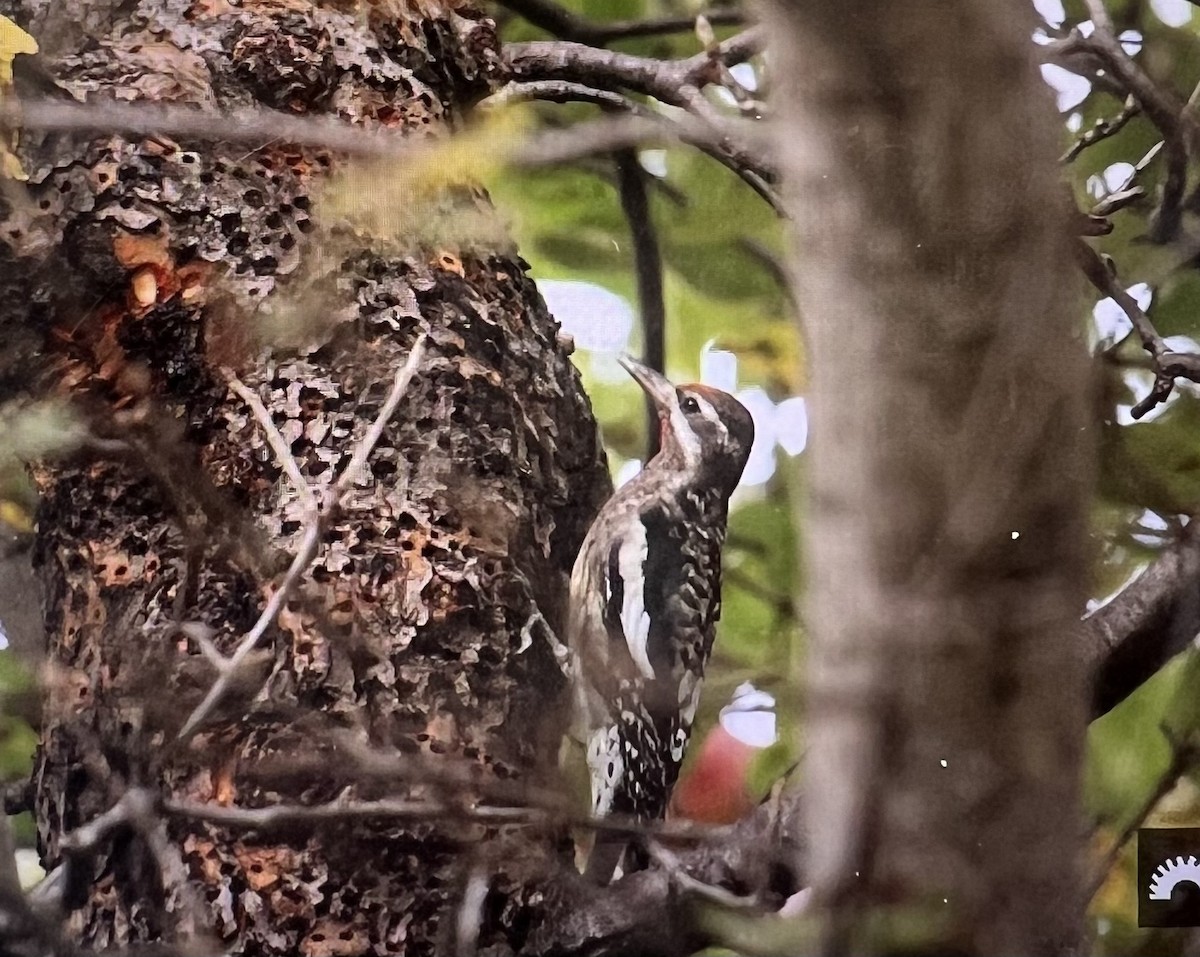 Yellow-bellied Sapsucker - ML642344109