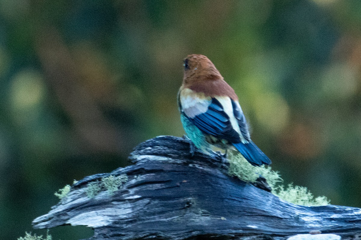 Chestnut-backed Tanager - ML642344157