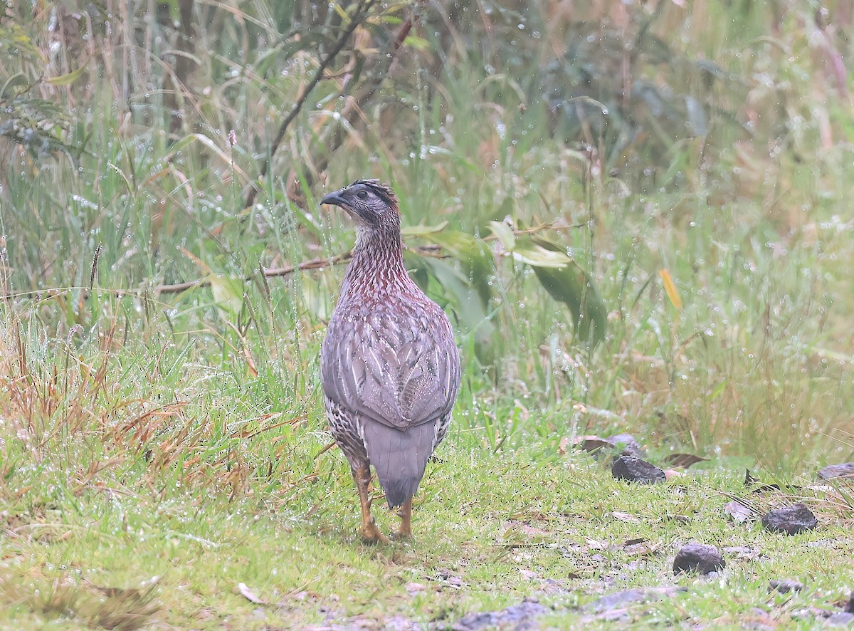 Francolin d'Erckel - ML642344173