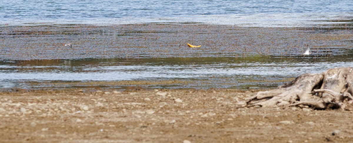Semipalmated Plover - ML642344178