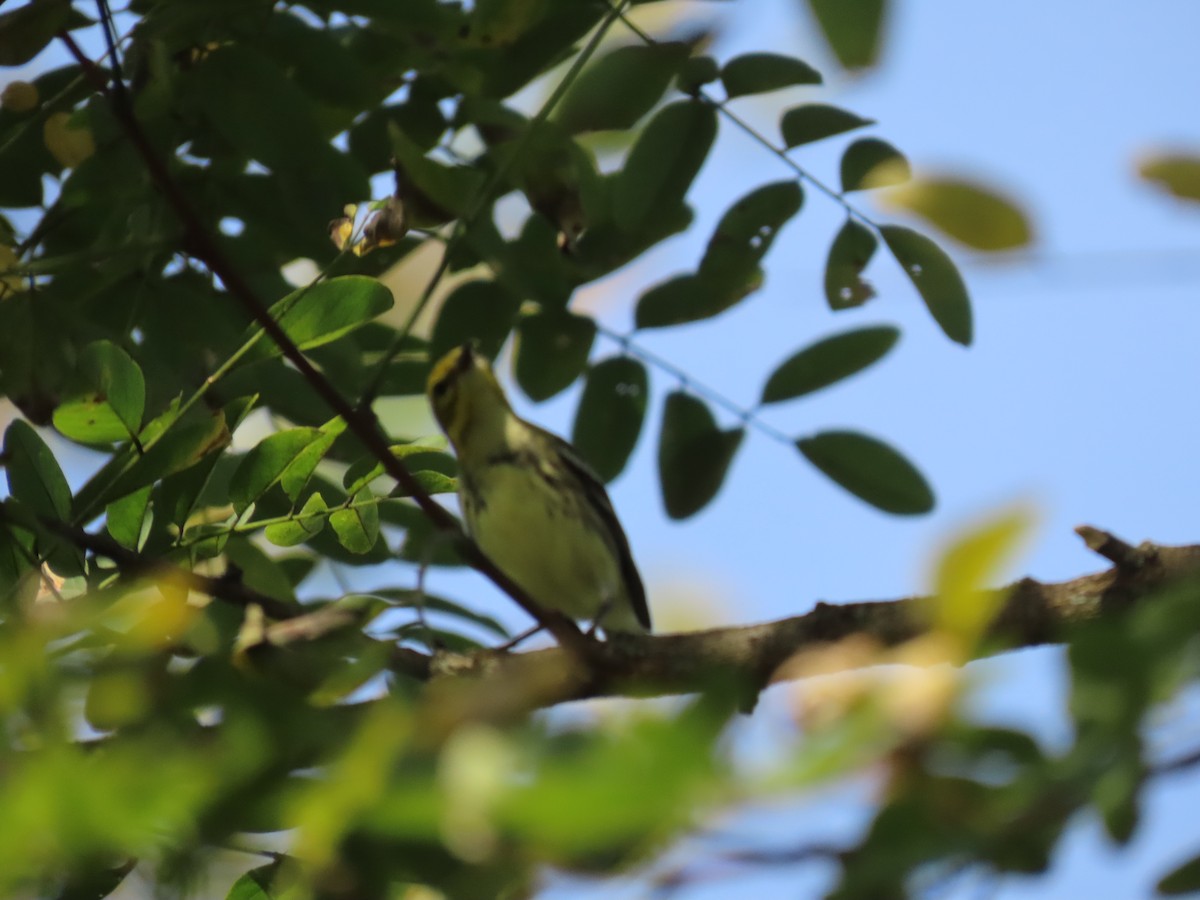 Black-throated Green Warbler - ML642344179