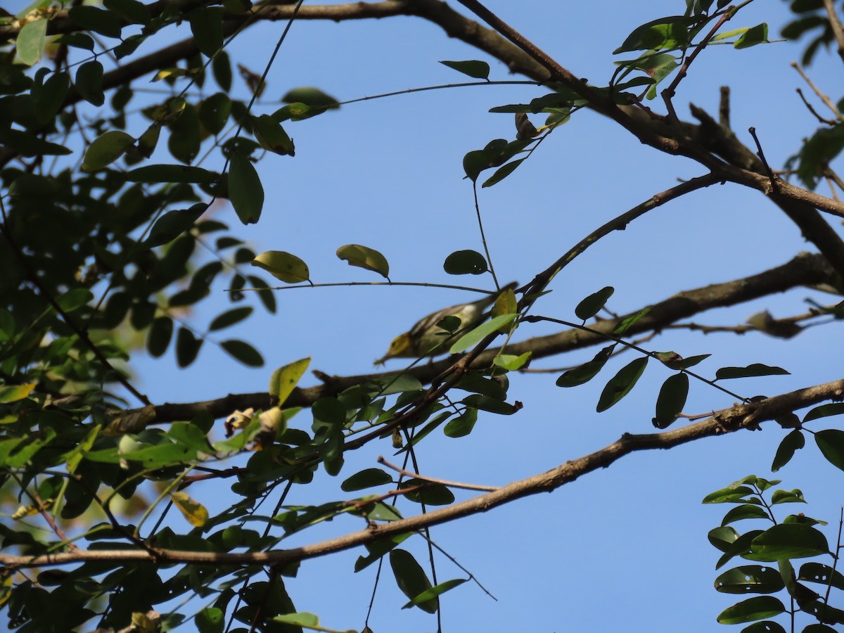 Black-throated Green Warbler - ML642344180