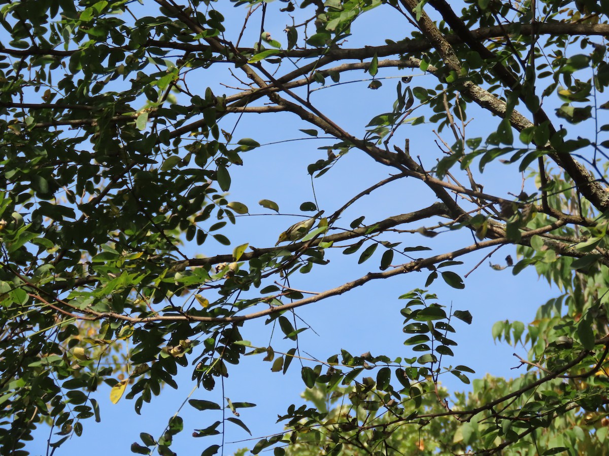 Black-throated Green Warbler - ML642344181