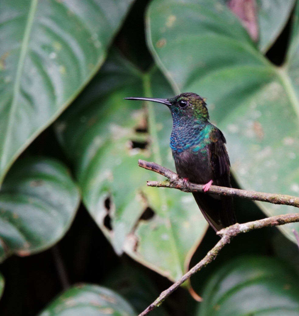 Bronze-tailed Plumeleteer - ML642344199