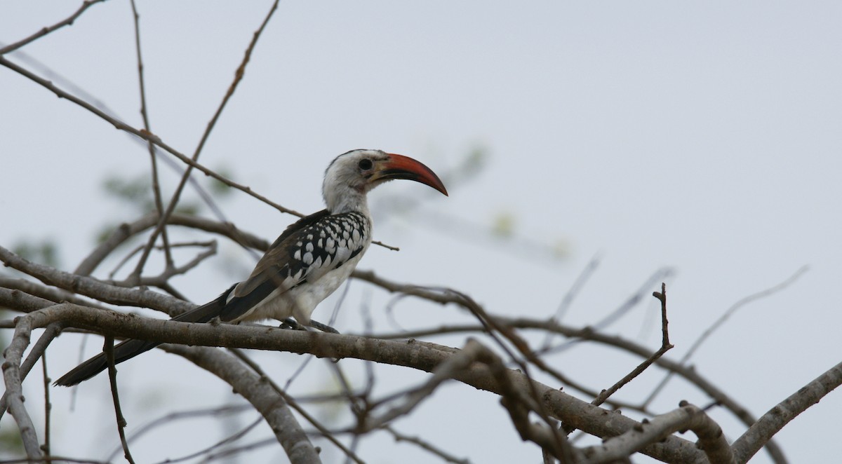 Northern Red-billed Hornbill - ML642344200
