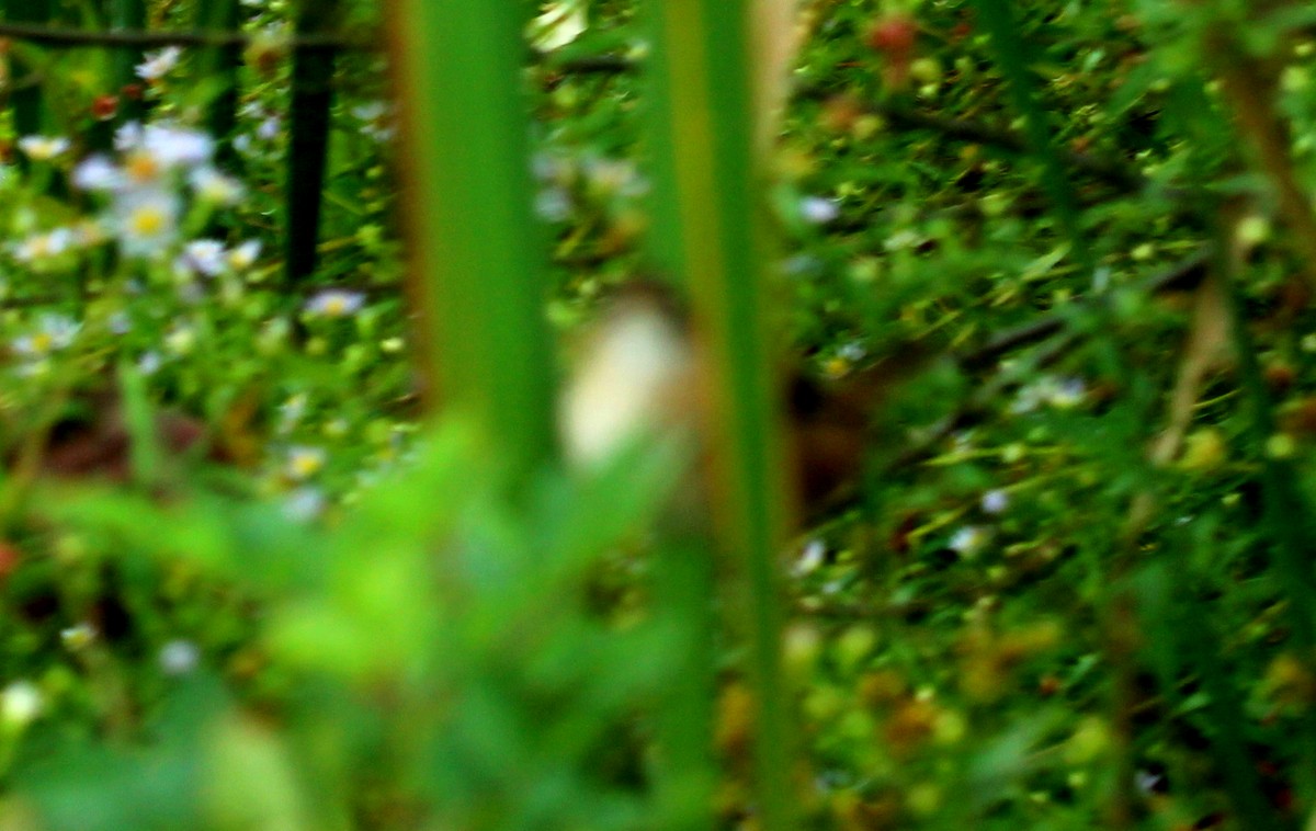 Marsh Wren - ML642344212