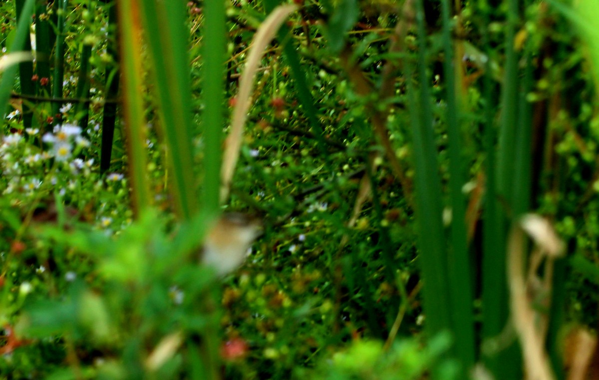 Marsh Wren - ML642344221