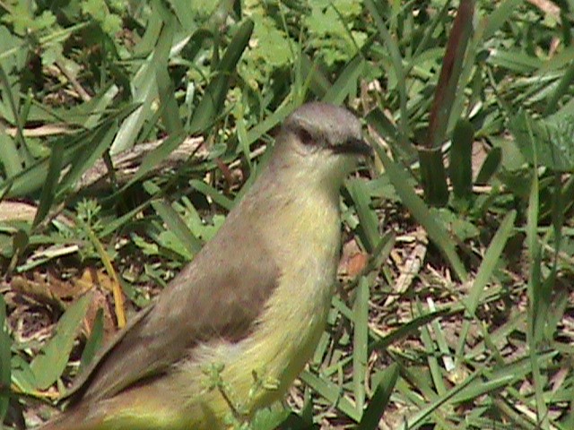 kvegtyrann - ML642344234