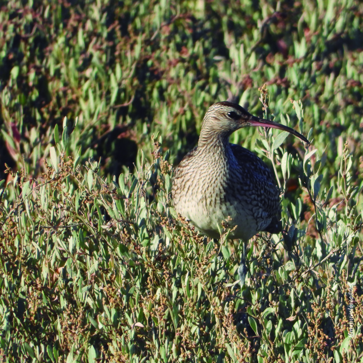 Whimbrel - ML642344236
