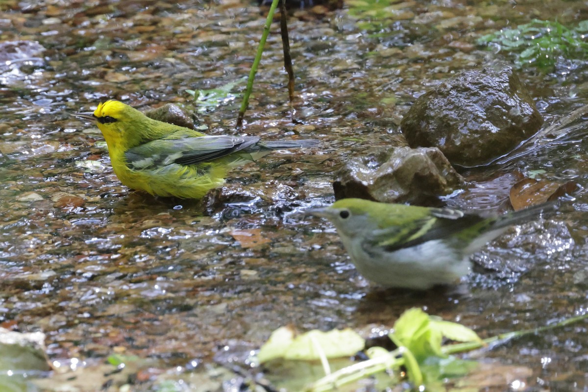 Blue-winged Warbler - ML642344307