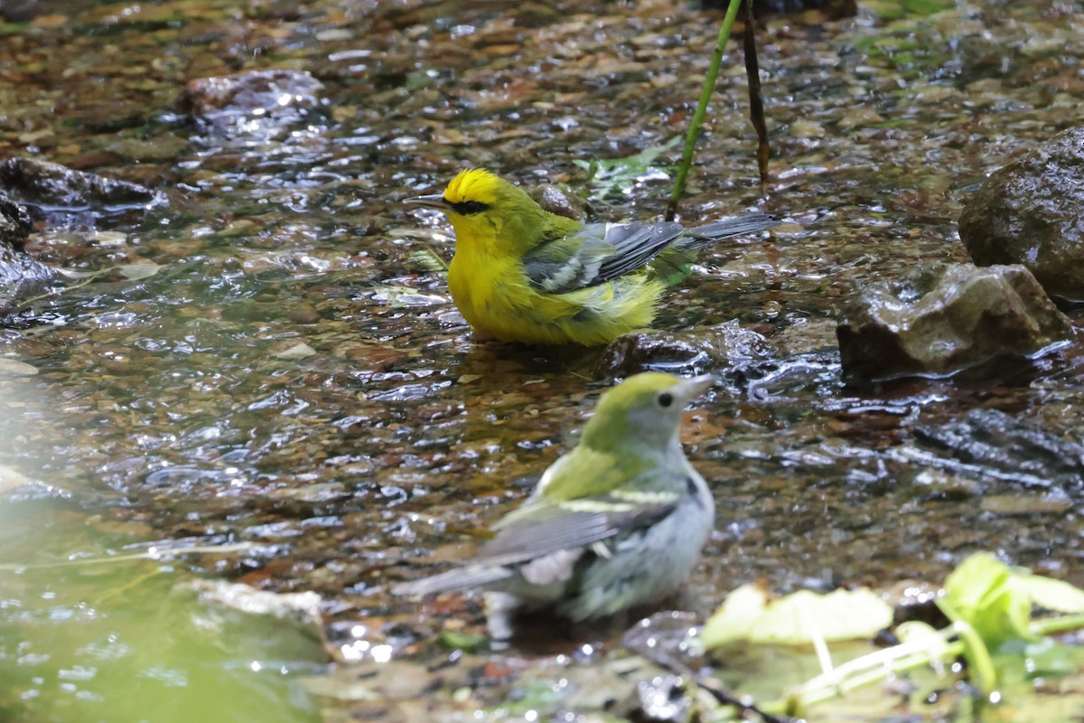 Blue-winged Warbler - ML642344308