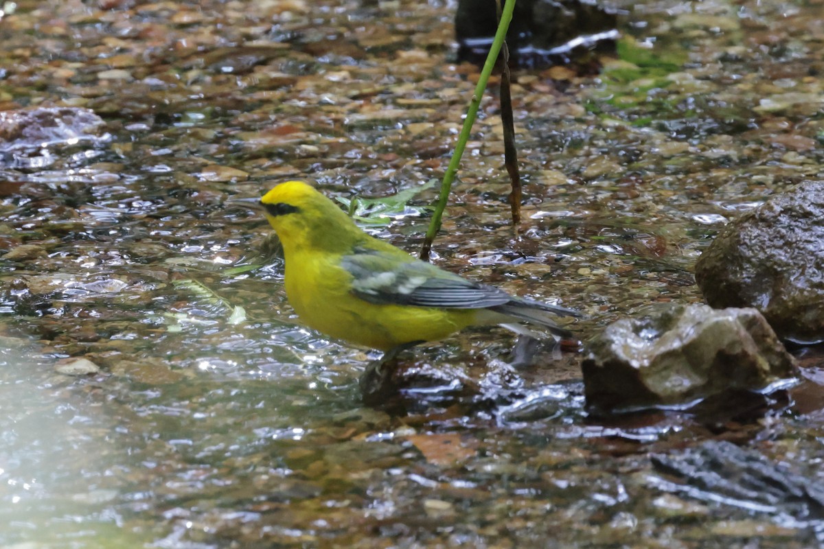 Blue-winged Warbler - ML642344309