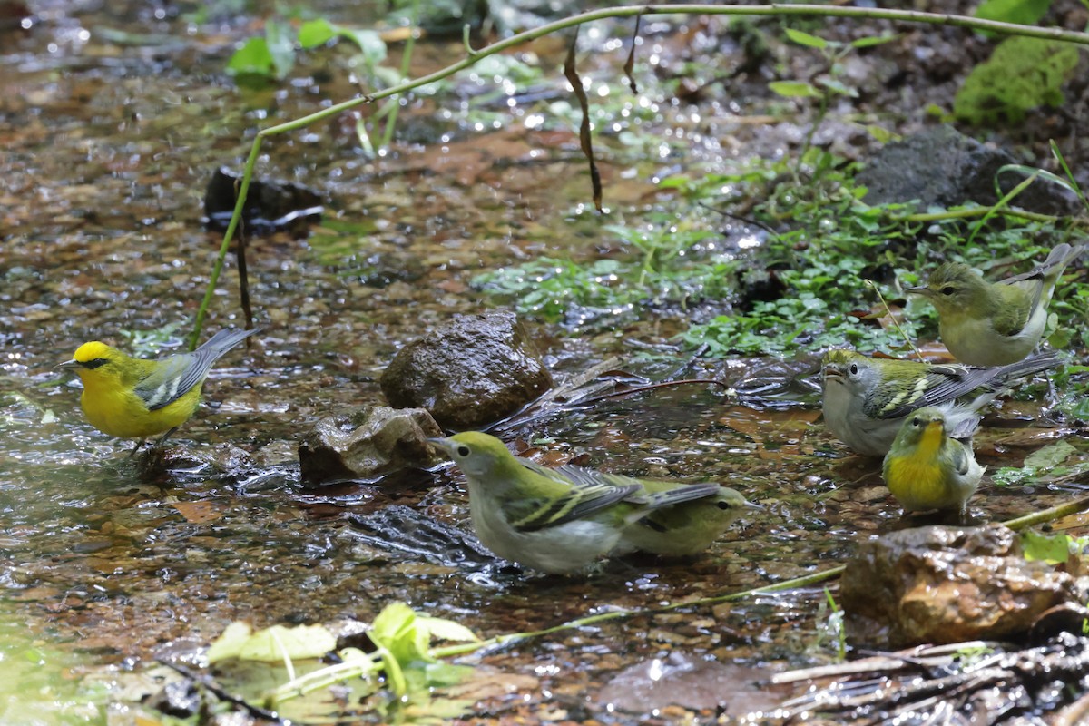 Blue-winged Warbler - ML642344311