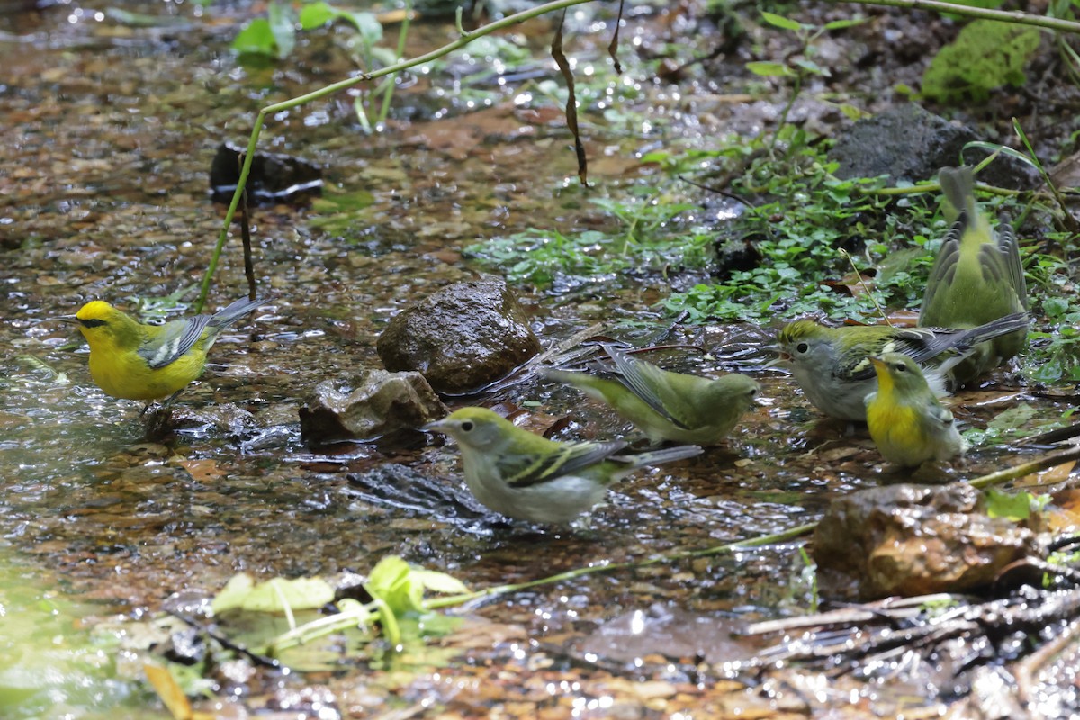 Blue-winged Warbler - ML642344312