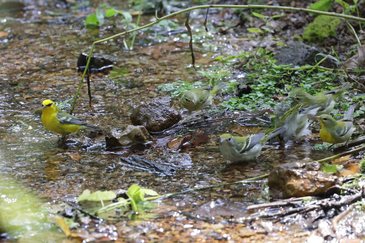 Blue-winged Warbler - ML642344313