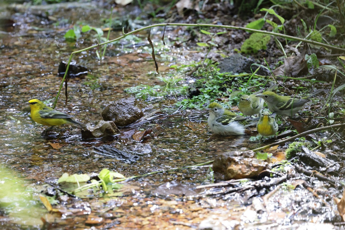 Blue-winged Warbler - ML642344314