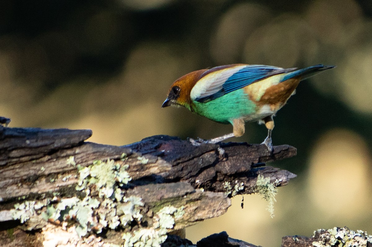 Chestnut-backed Tanager - ML642344320
