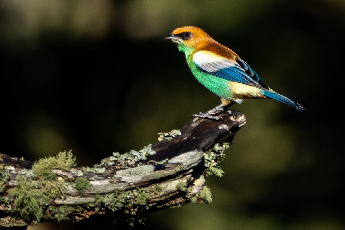 Chestnut-backed Tanager - ML642344322