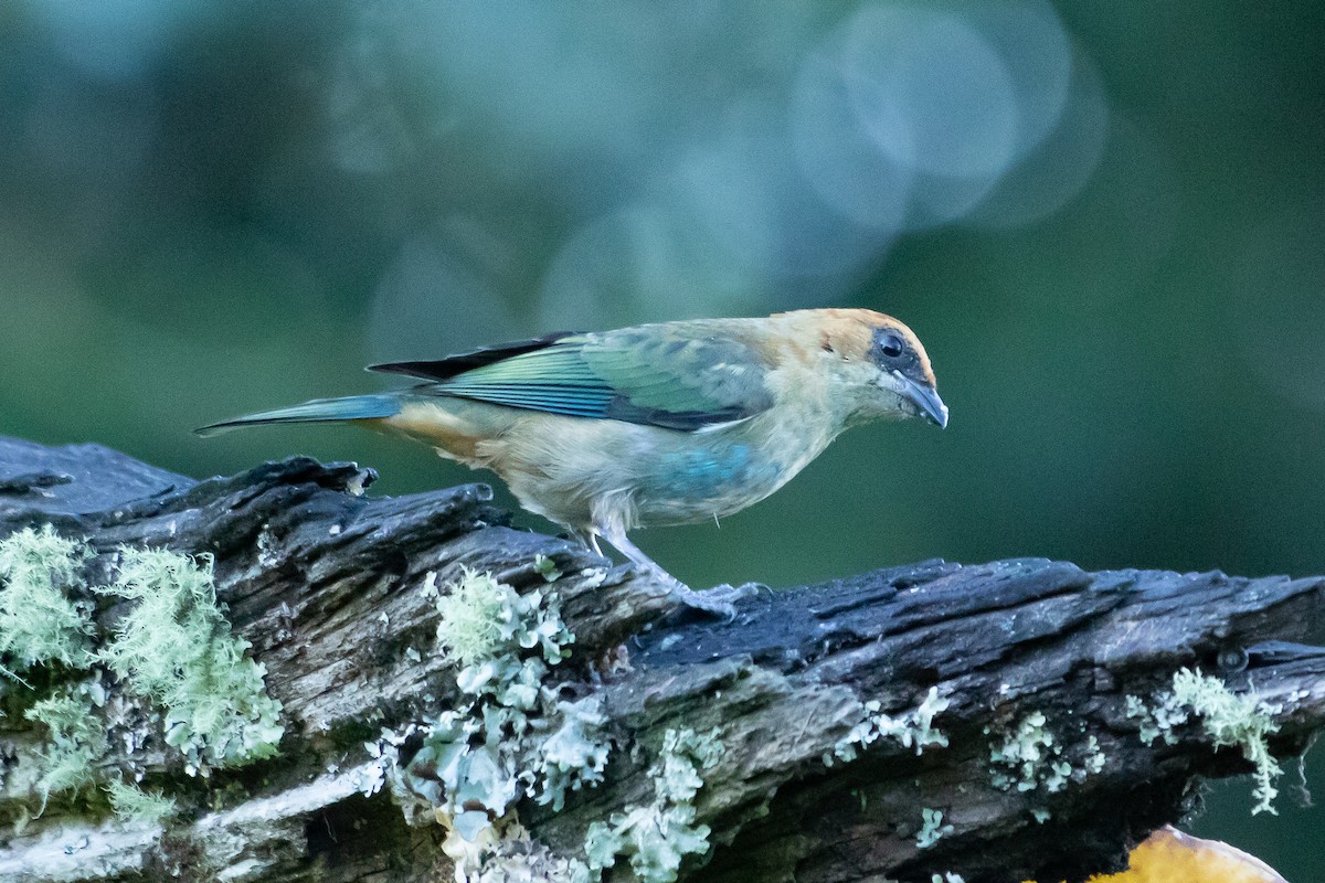 Chestnut-backed Tanager - ML642344326